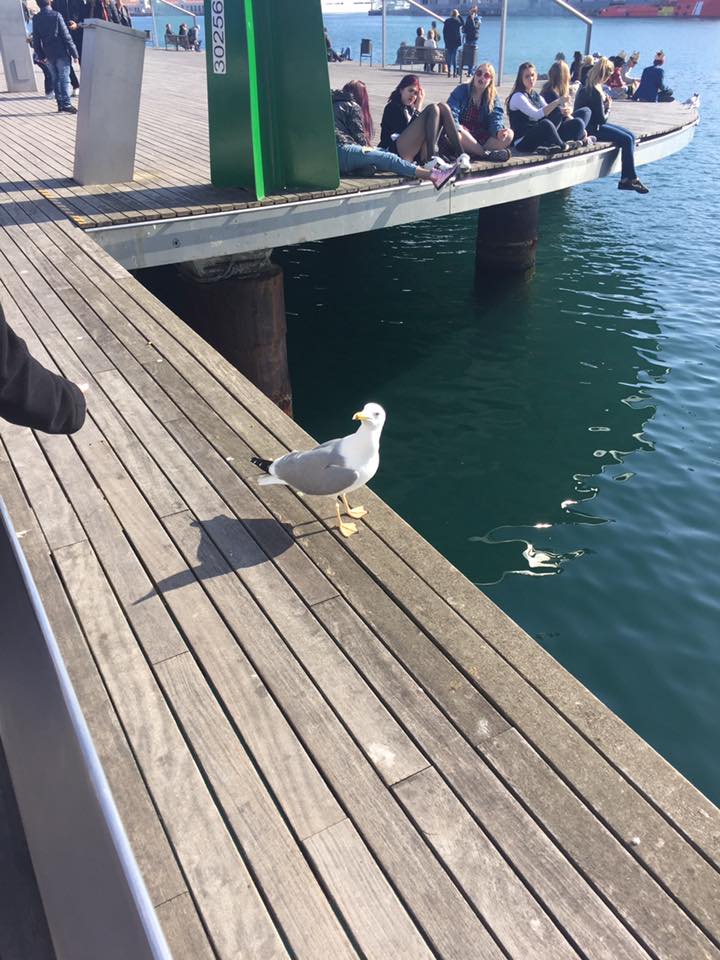 Spanish seagulls